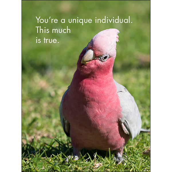 You're One Of A Kind - 24 Animal Affirmation Cards